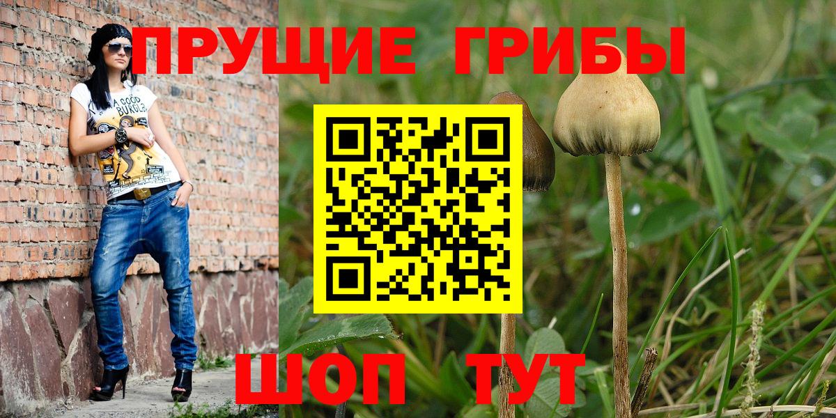 Благовещенск  купить  цена  Вход с VPN  Псилоцибиновые грибы GOLDEN TEACHER 